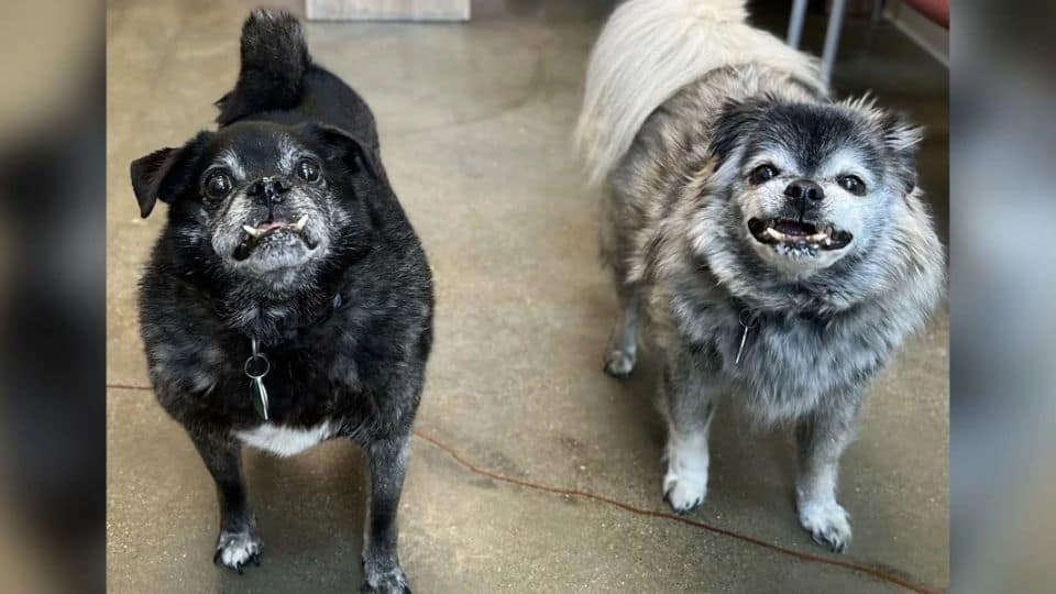 Senior Pug Mixes Woody and Bear Find Love After Being Surrendered