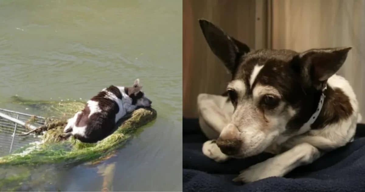 Passerby Rescued A Dog Stuck On A Shopping Cart In The Canal, Helped Her Find A Forever Home