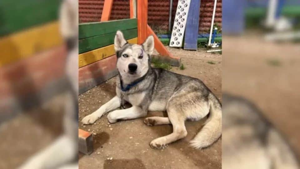 Lonely Husky With an Injured Eye Finds Hope and Love in a Little Girl’s Heart