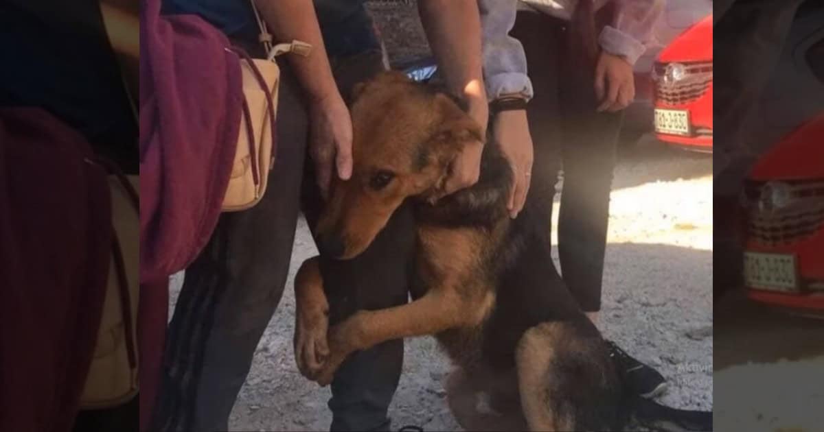 Poor Puppy Kept Hugging Random Strangers, Hoping Someone Would Save Her