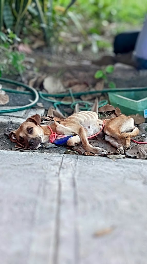 She Was Tied to a Tree and Left to Disappear — But She Refused to Stay Down