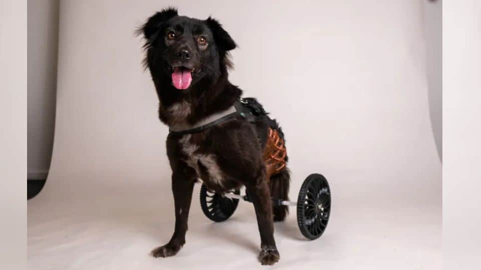 Sweet Disabled Dog Who Lost Her Home Is Waiting Again for Loving Family