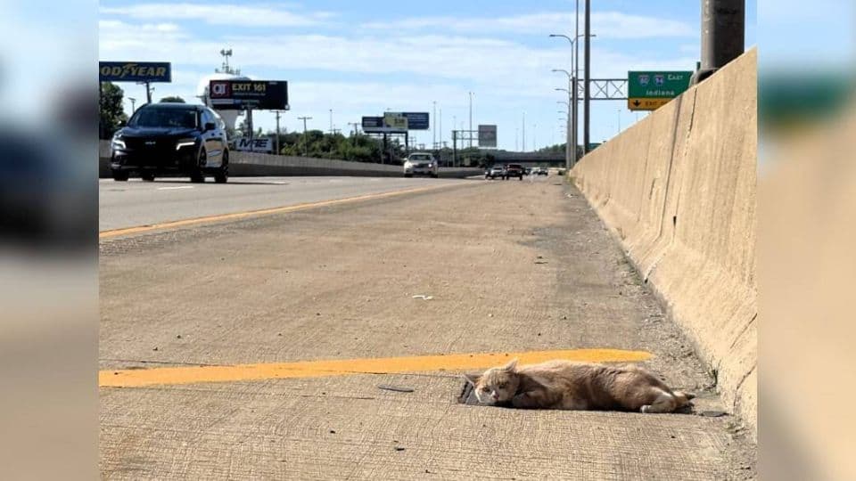 A Fragile Highway Cat Was Seconds From Disaster Until Kindness Found Him