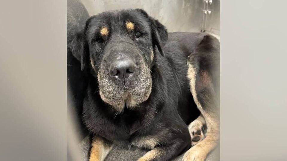 Minutes From Being Euthanized, A Shelter Dog Is Saved By a Life-Changing Discovery