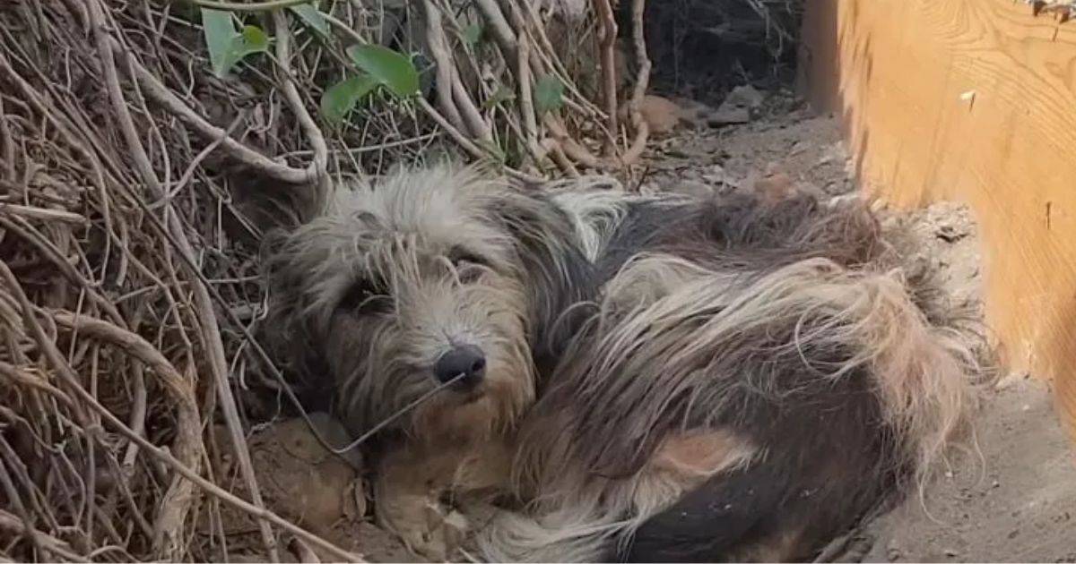 Sad Abandoned Dog Refuses to Move From the Doorstep of Her Owner’s Home