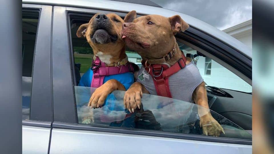 A Shelter Dog Waited Nearly a Year Before Her Perfect Family Finally Found Her