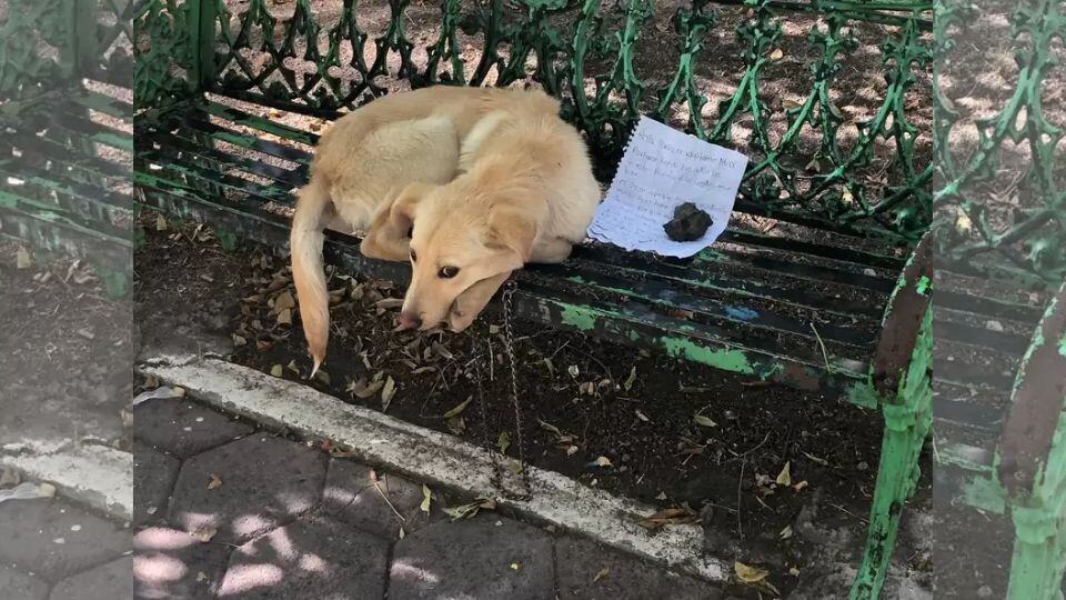 Chained Puppy Left With Heartbreaking Note Finally Learns to Trust Again