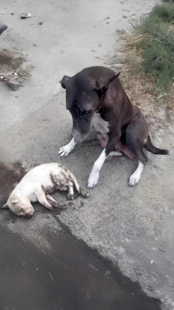 She Stood on the Road for Three Days — Waiting for Someone to Save Her Baby