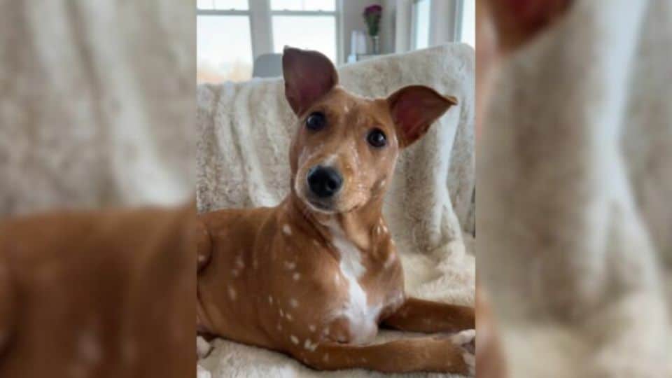 From Starving Stray to Real-Life Bambi: How One Dog Captured Hearts Around the World