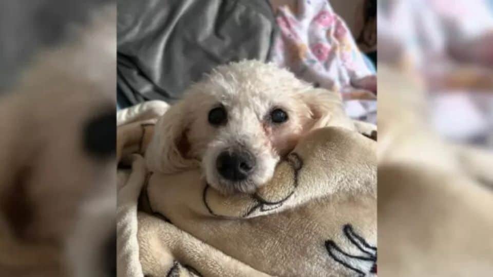 Deaf Poodle Rescued Saved from Euthanasia List Finds Happiness With Her New Mom