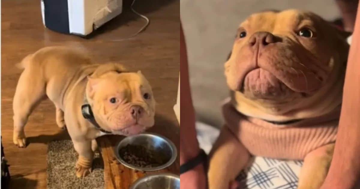 Watch This Happy Dog Pauses His Dinner Time To Shower His Family With Kisses