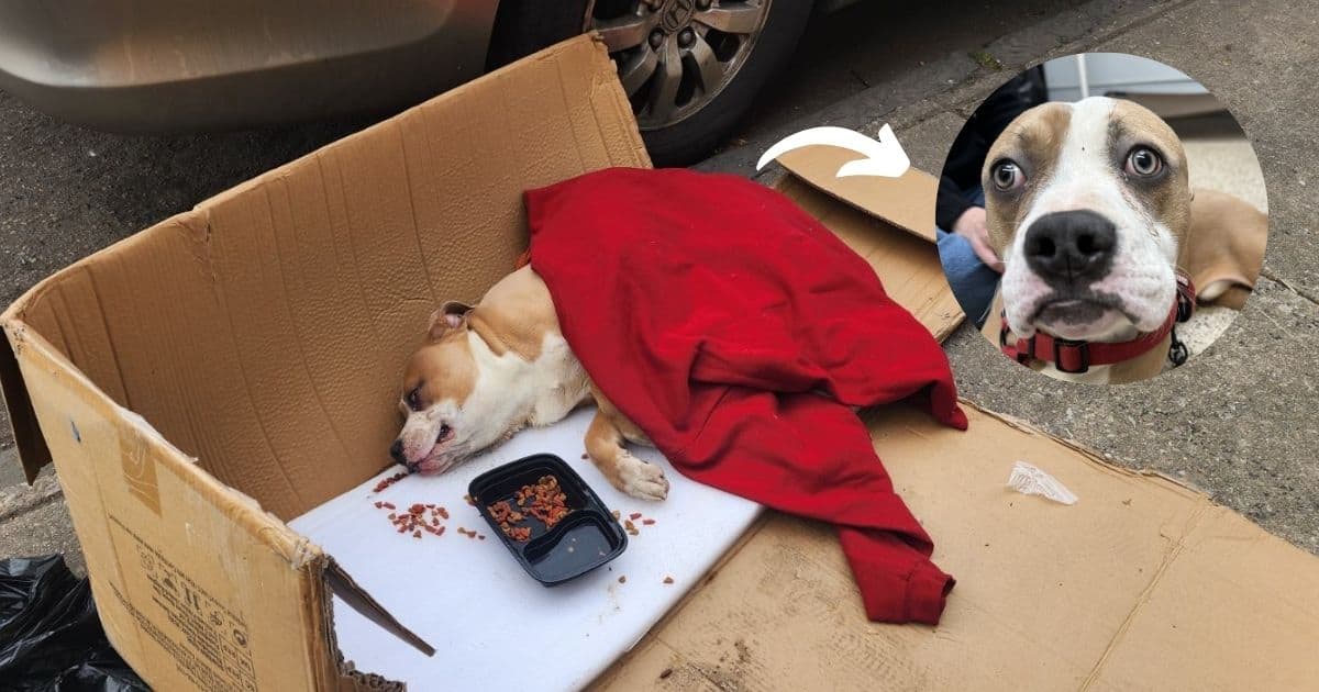 Abandoned Pup Found Paralyzed in Trash Bag Miraculously Recovers and Finds Forever Home