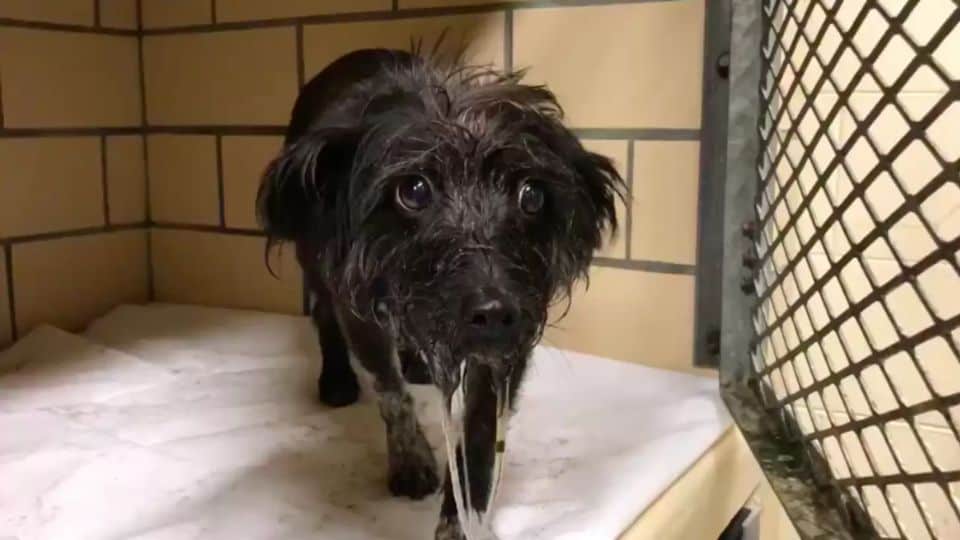 Terrified Shelter Dog Transforms With Love And Finally Finds Her Forever Home