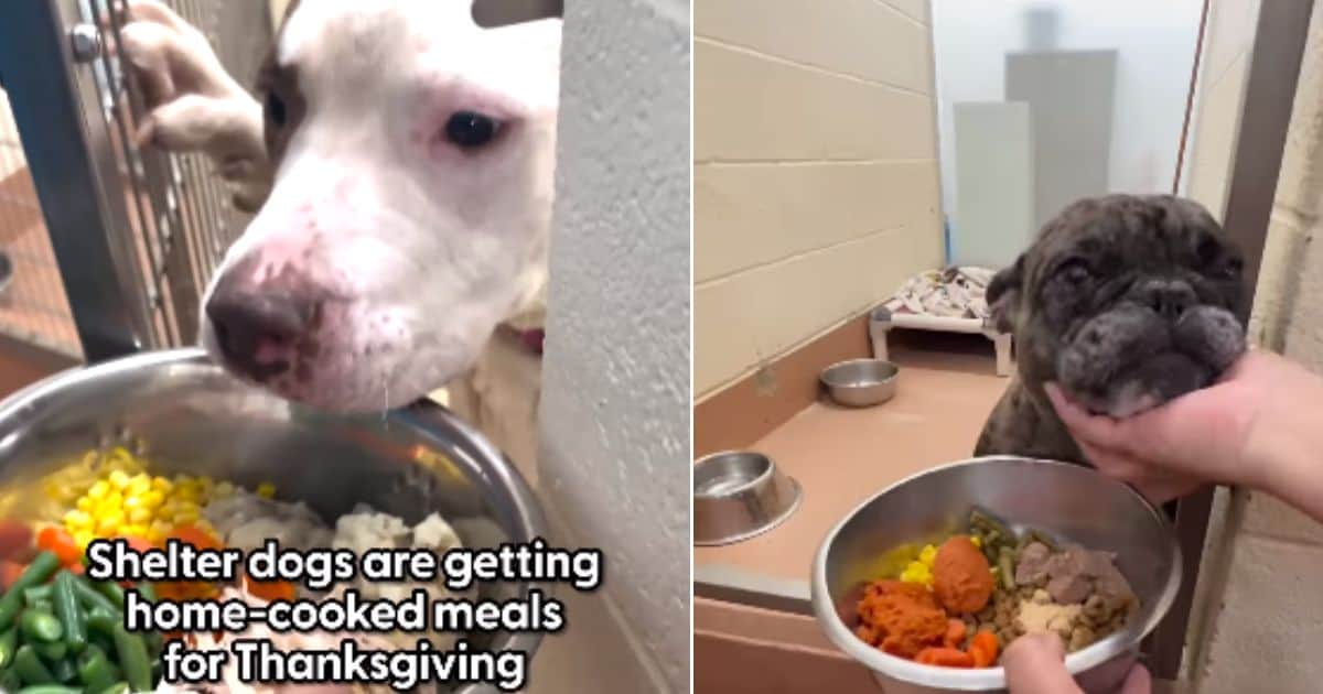 A Heartwarming Thanksgiving Tradition: Shelter Prepares Home-Cooked Meals for All Pups