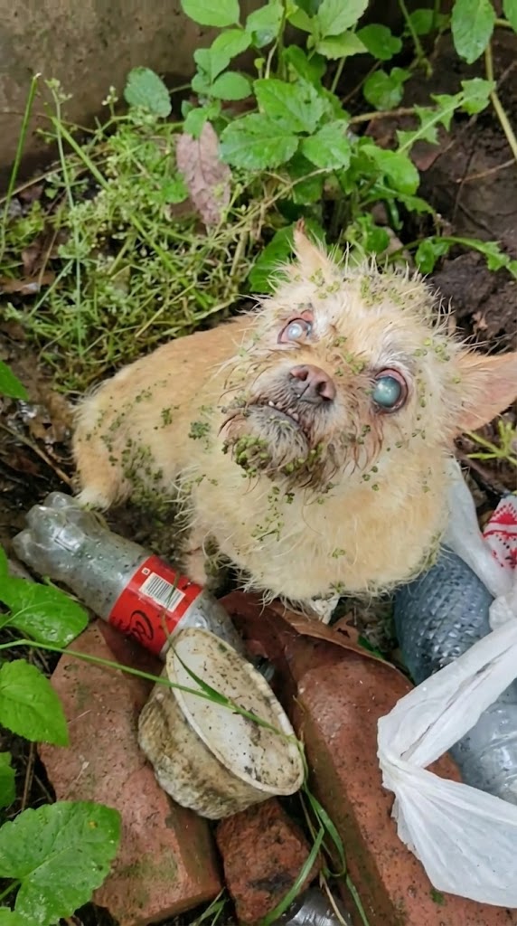 She Wouldn’t Walk Away — The Stray Dog Who Became Her Blind Friend’s Only Guide