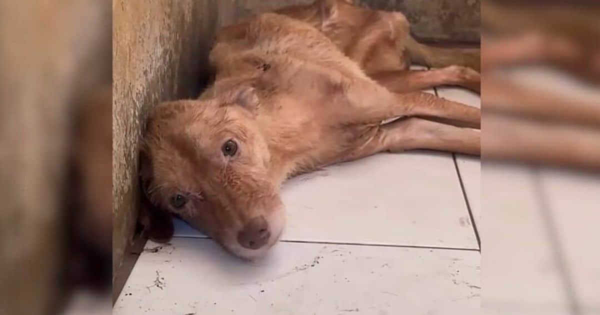 Man Buys A New House And Finds The Most Unexpected Surprise Lying On The Floor
