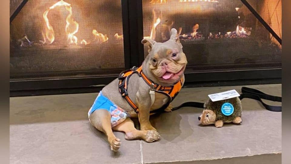 Heartbroken Shelter Dog Gets Surprise Support from Around the World