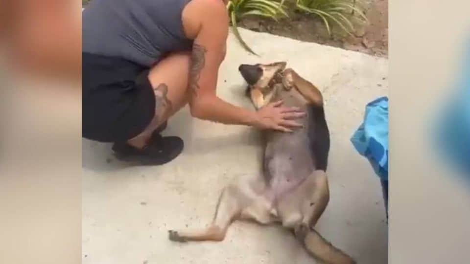 Rescuer Saves Terrified Stray Dog And Helps Her Believe In Love Again