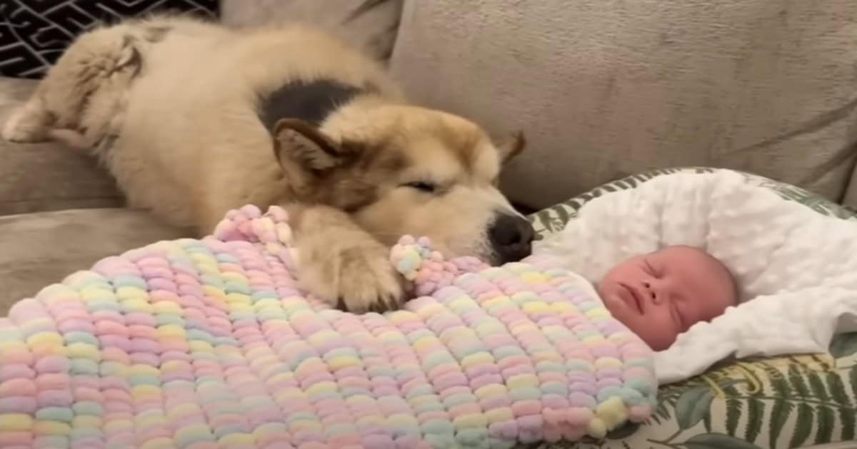 Gentle Giant Dog Instantly Forms Unbreakable Bond with Newborn Baby