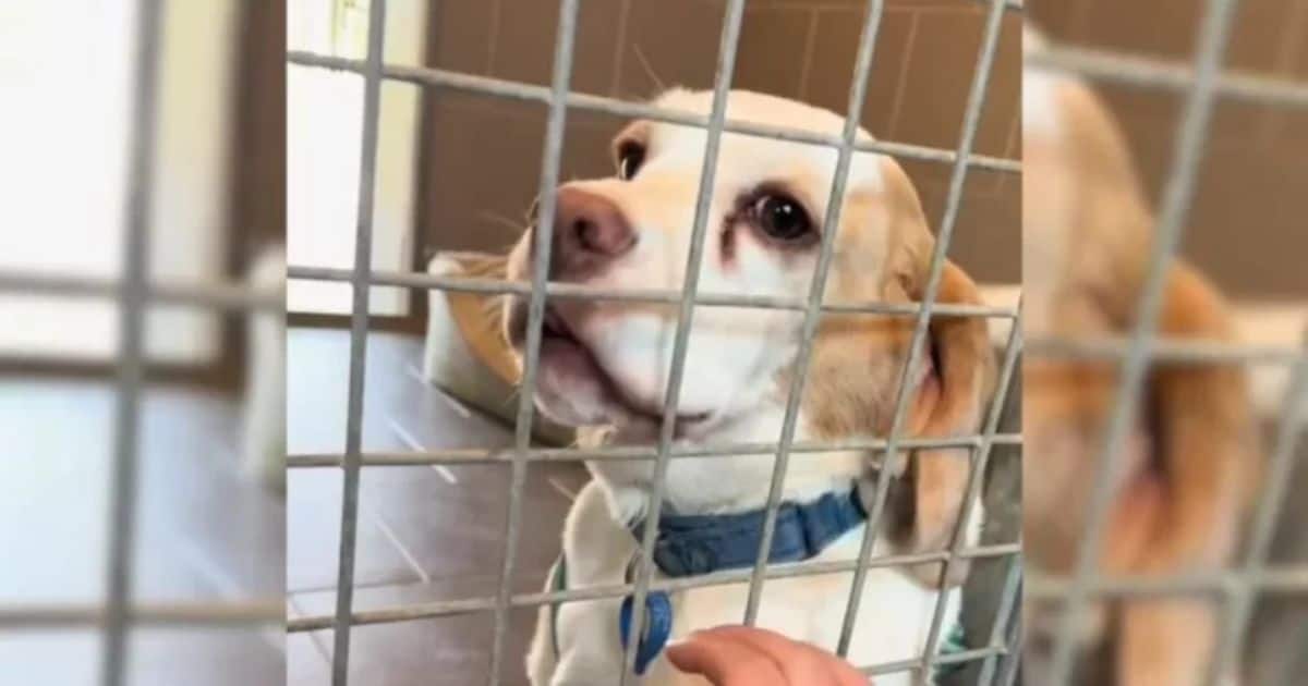 Two Sweet Dogs Were Heartbroken After Their Owner Surrendered Them To A Shelter