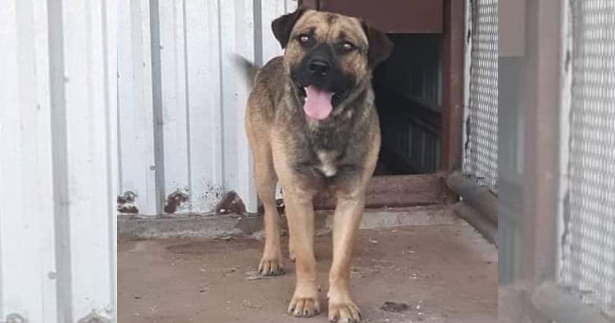 Lonely Dog Scheduled for Euthanasia Finally Finds His Dream Family