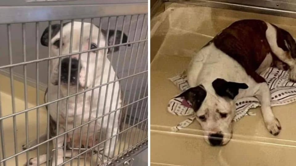 A Forgotten Dog Learns What Love Feels Like for the First Time
