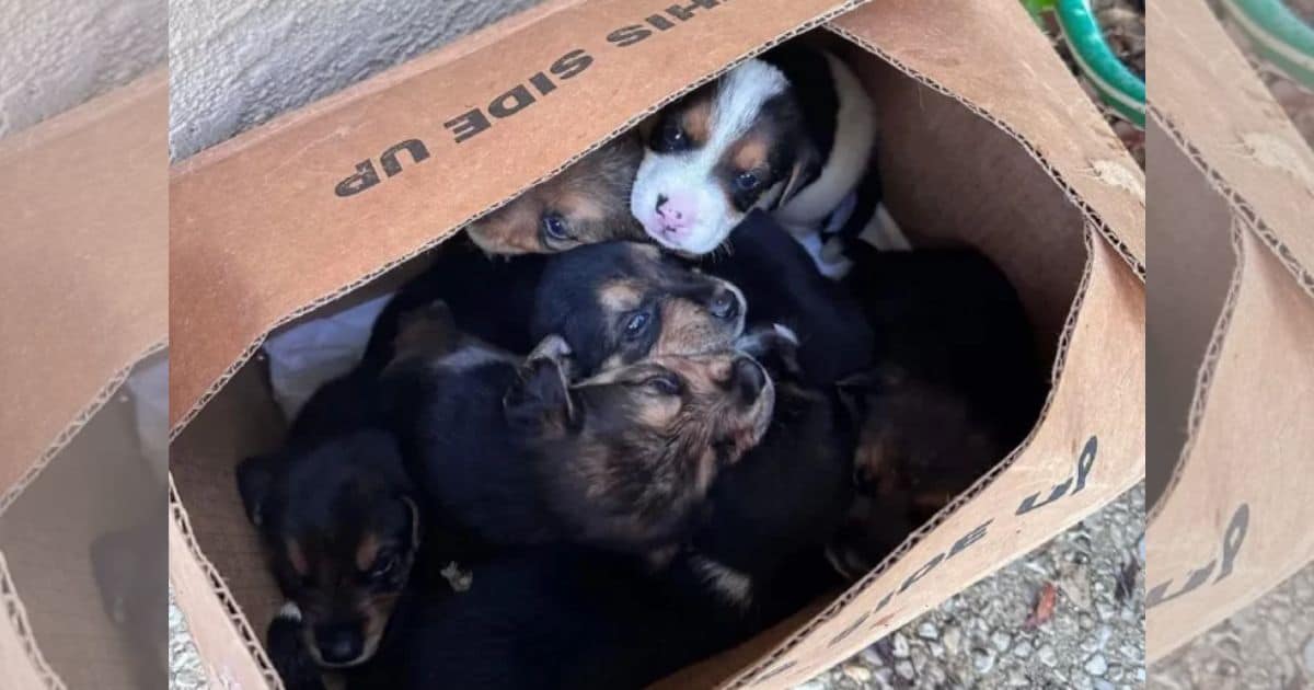 Woman Rescues 7 Puppies Found Inside A Box Covered With A Water Hose After Hearing Their Cries