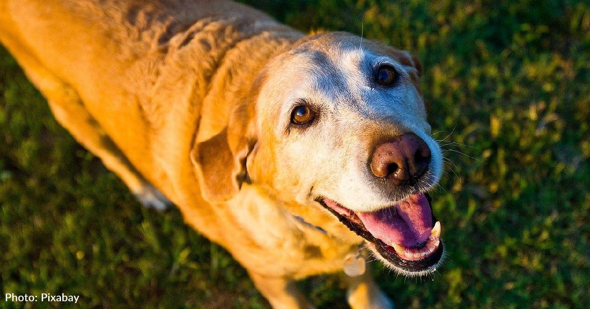 Fire Took Everything From This Dog Except His Ability To Love