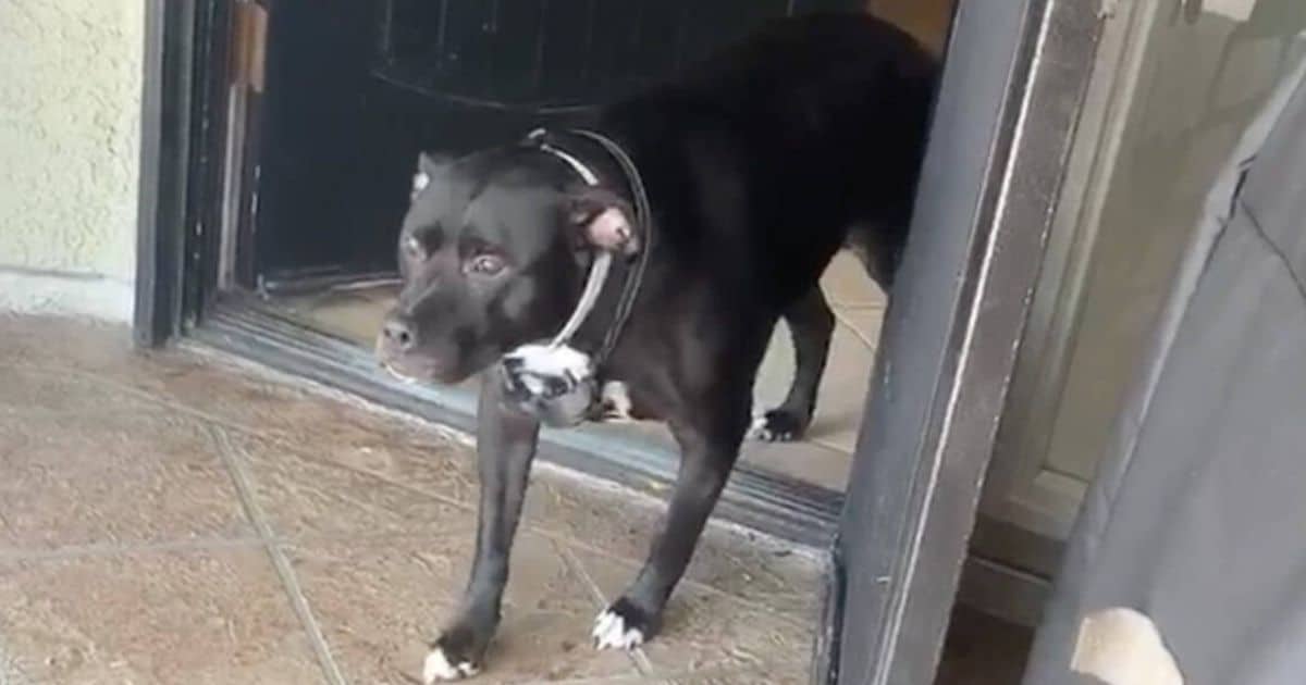 Watch Nervous Dog Transform As She Realizes ‘Stranger’ Is Actually Her Dad