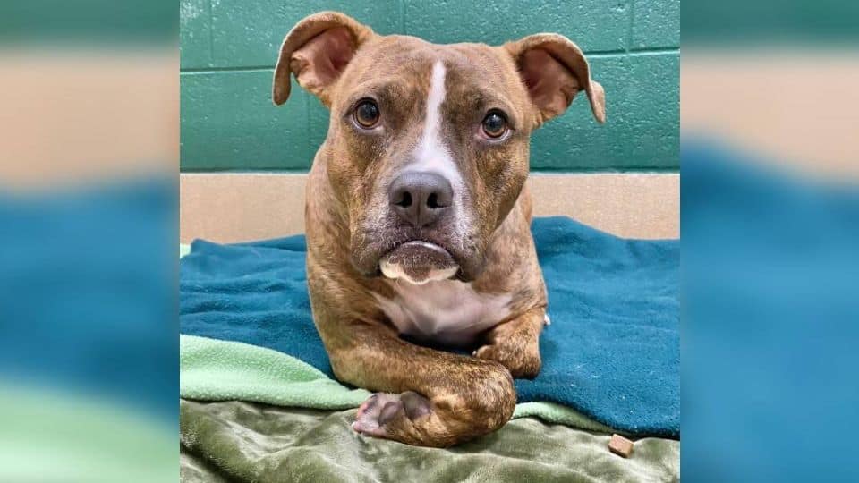 Shelter Dog With Signature Pout Finds Forever Home After 411 Days Of Waiting