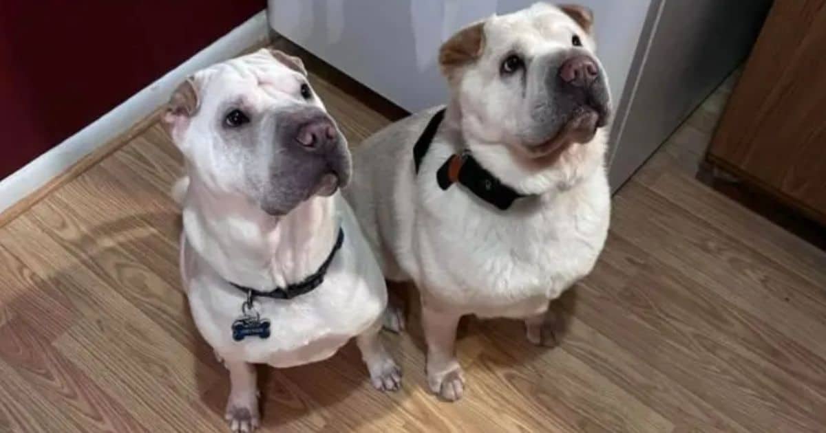 Shelter Dog Adoption Leads to Heartwarming Reunion with Long-Lost Sibling