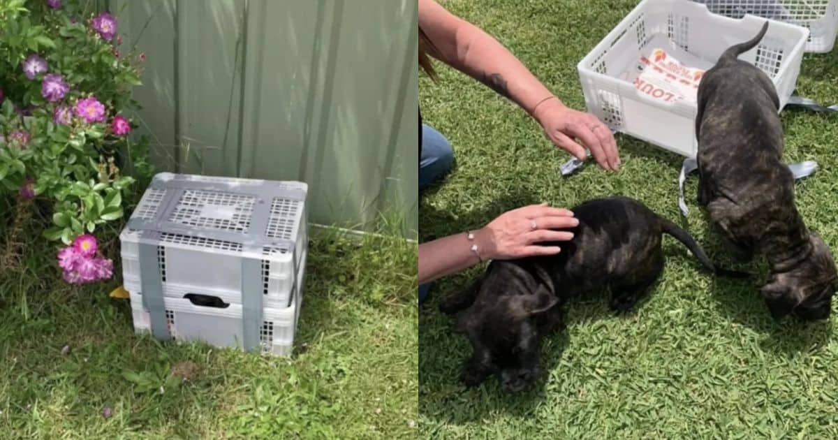 Two Tiny Puppies Rescued From A Duct-Taped Crate Now Live Their Best Life In Their Home Sweet Home