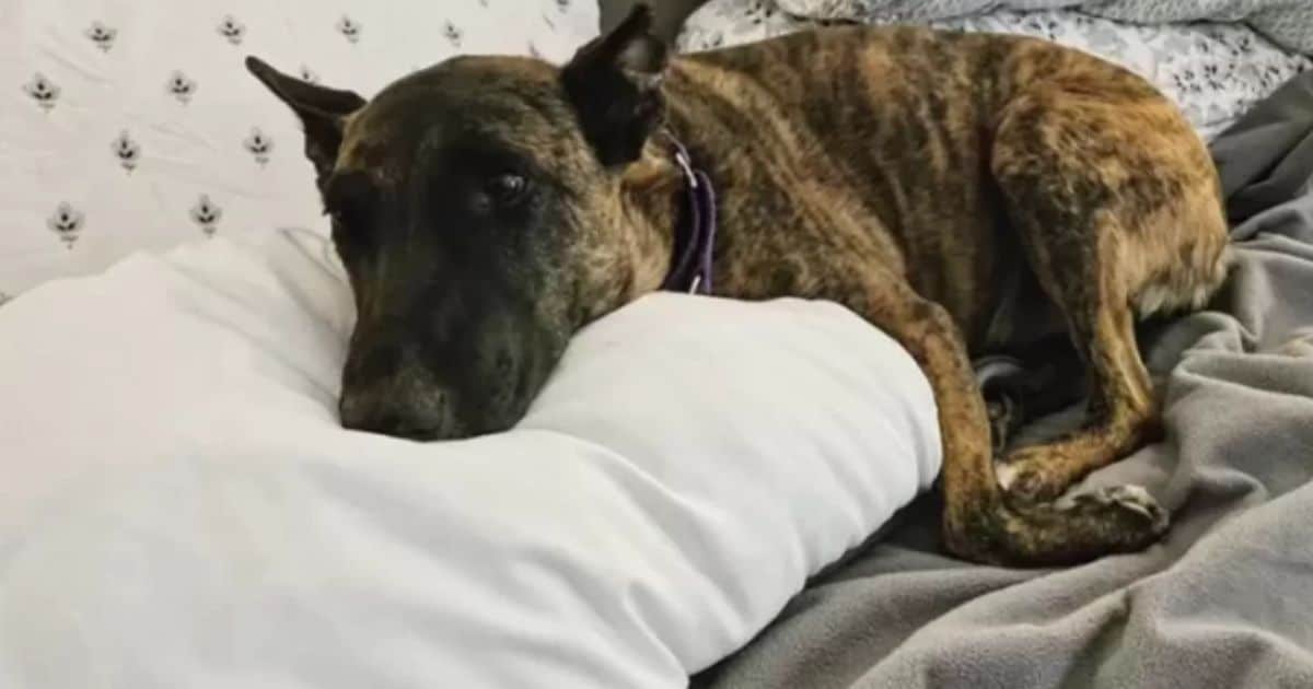 Dad Bursts Into Tears as He Gets to Keep His Foster Dog Forever
