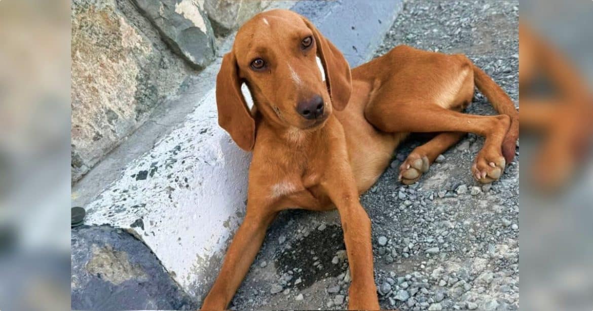 This Little Dog Waited By The Road Believing No One Would Stop For Her