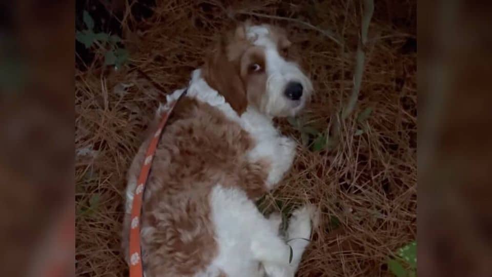 The Dog Who Slept On Pine Needles And Waited For Love