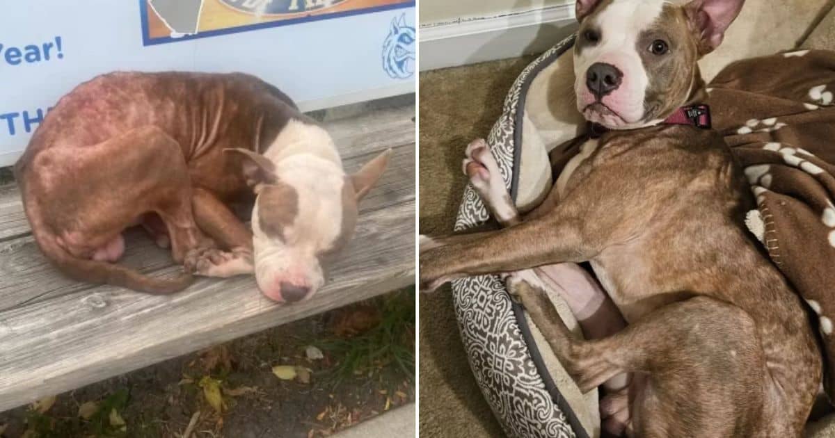 Dog Left on Bus Bench Shivering in the Cold Finds A Second Chance At Life