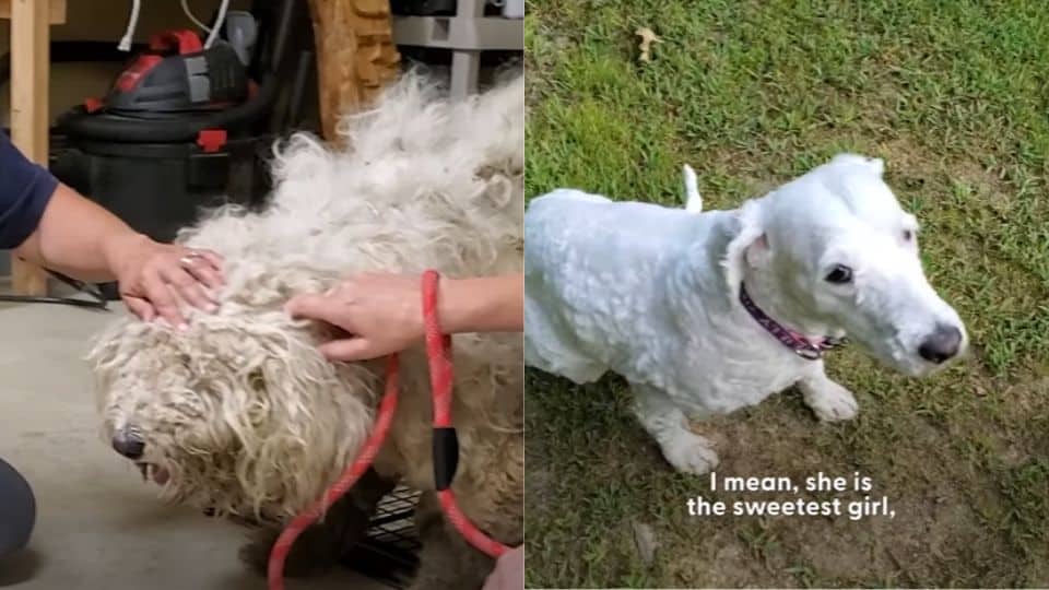 Scared Dog Lived Alone For Years Before Finally Letting Humans Help