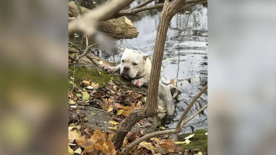 Heartbroken Dog Pulled From Muddy Creek Takes Her First Steps Toward Love