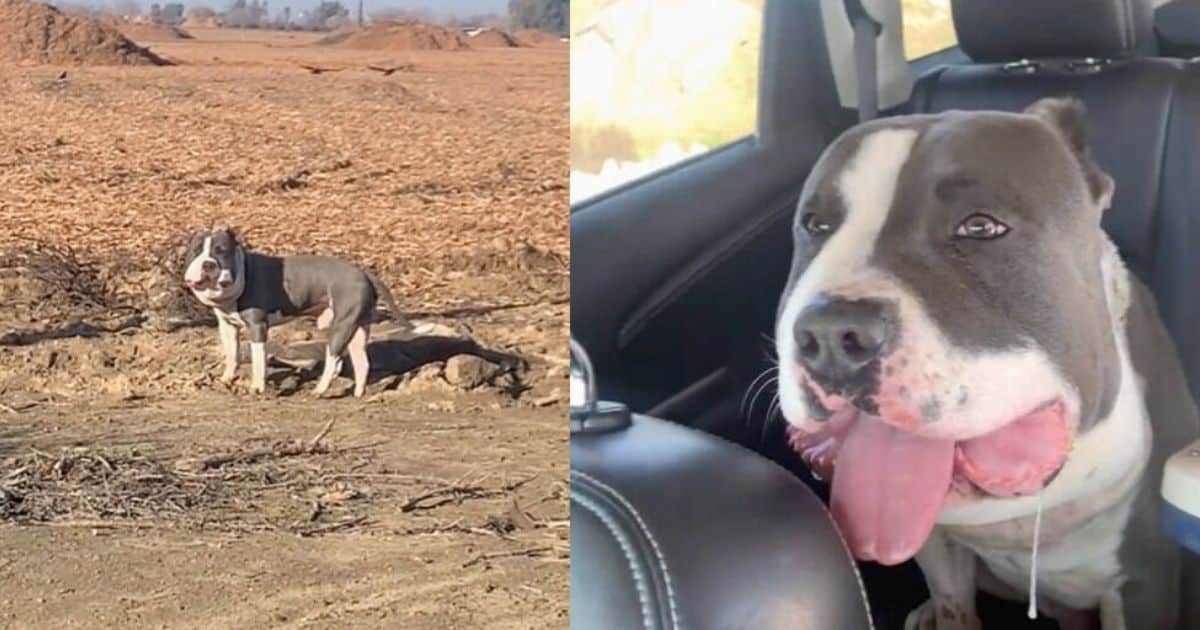 Volunteer Finds Dog With Swollen Head, Rushes Him To Safety For A Second Chance