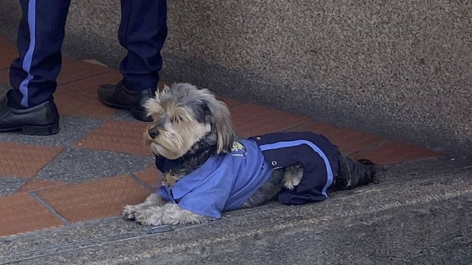 Meet the Tiny Colombian Pup Who Guards a Shopping Plaza with Pride