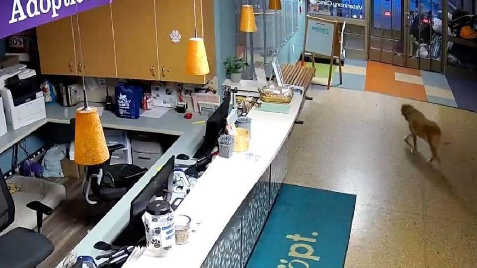 Senior Dog Breaks Out of Shelter to Prove He Can’t Live Without Love