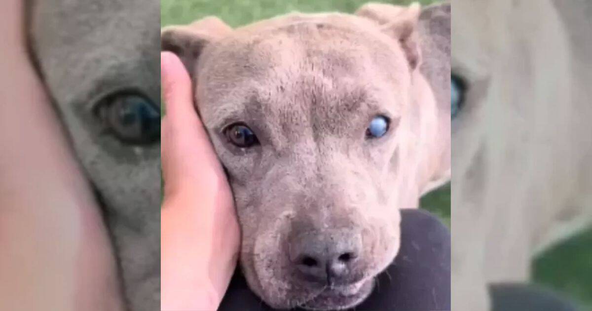 Family Leaves Their Faithful Senior Pup at the Vet, Saying They No Longer Want Her