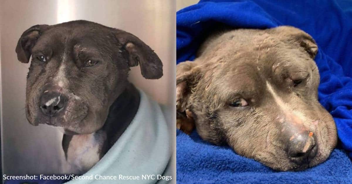 Sweet Dog Used As Bait And Abandoned Learns What Love Feels Like