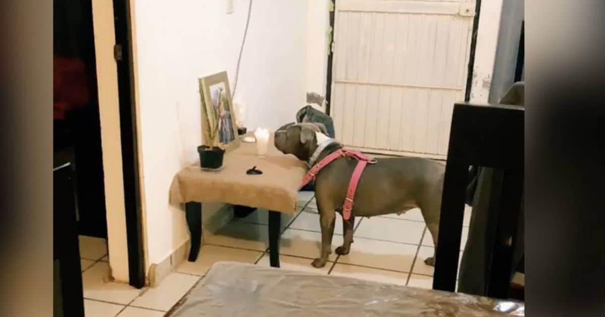 Heartbroken Dog Won’t Stop Staring At Photo Of The Best Friend She Lost