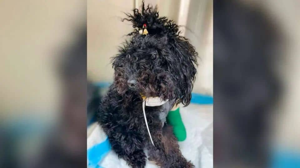 Mia Overcomes Heartbreak and Injury to Find Hope for a Better Life