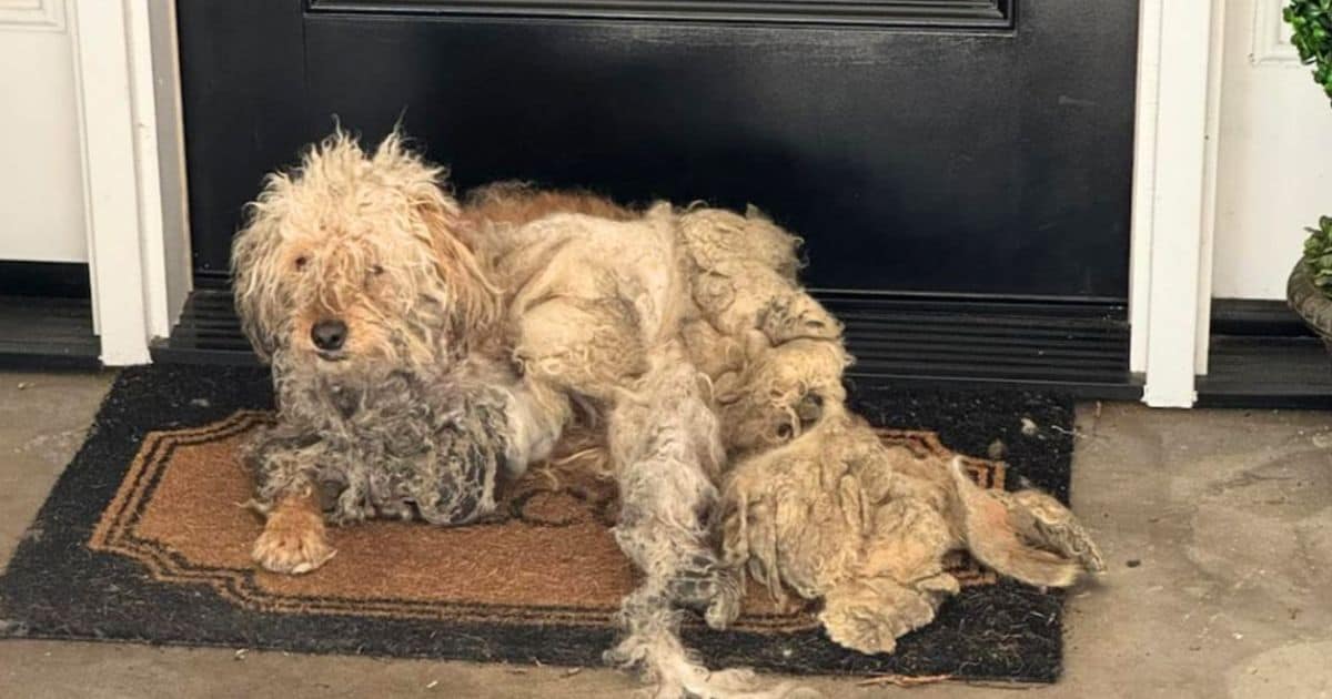 Kind Woman’s Efforts Help Severally Neglected Dog Find His Happy Ending