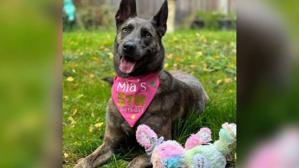 The Most Overlooked Dog in the Country Finally Finds a Home