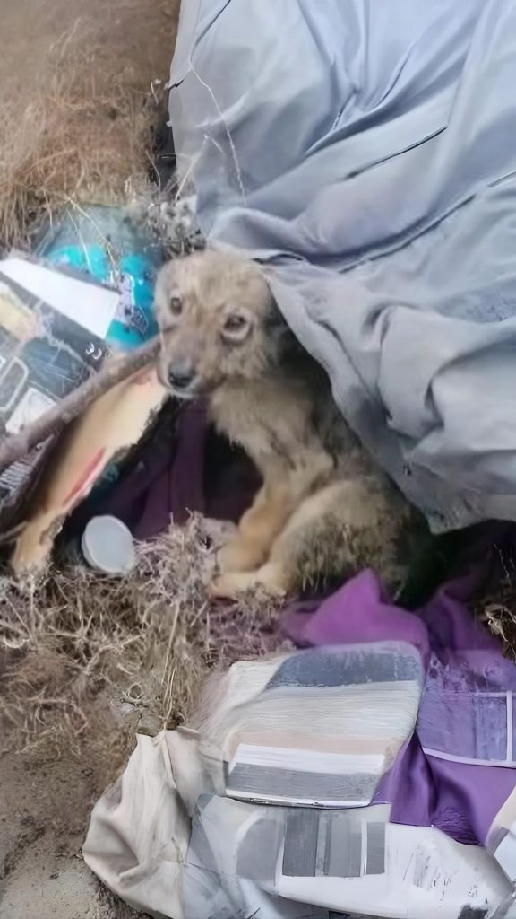 He Was Nearly Frozen Into the Roadside — Until One Gentle Choice Gave Him a Future