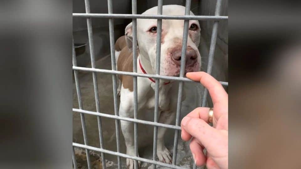 Heartbroken Shelter Dog Finally Finds Love After One Woman Refuses To Give Up