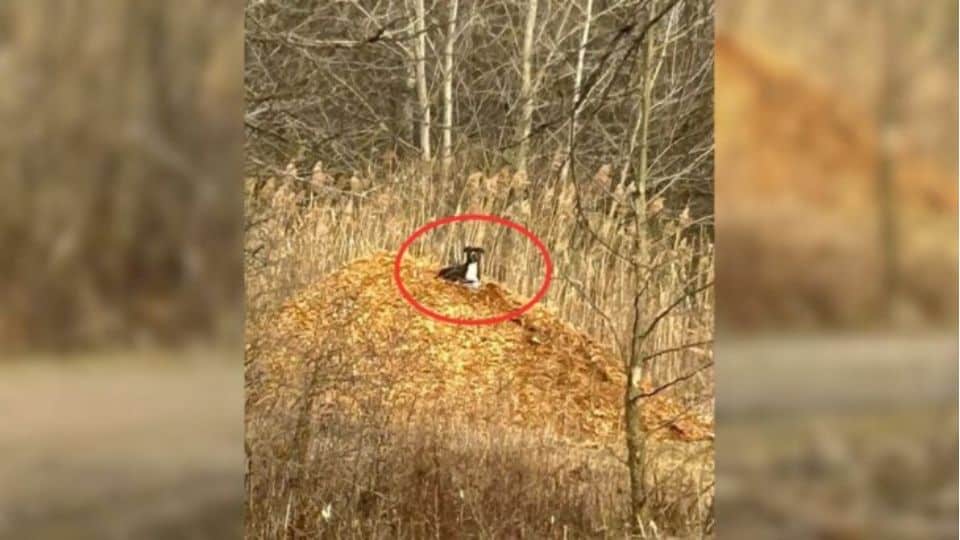 Dog Abandoned by Owner Endures Five Days Lost on Michigan Hiking Path